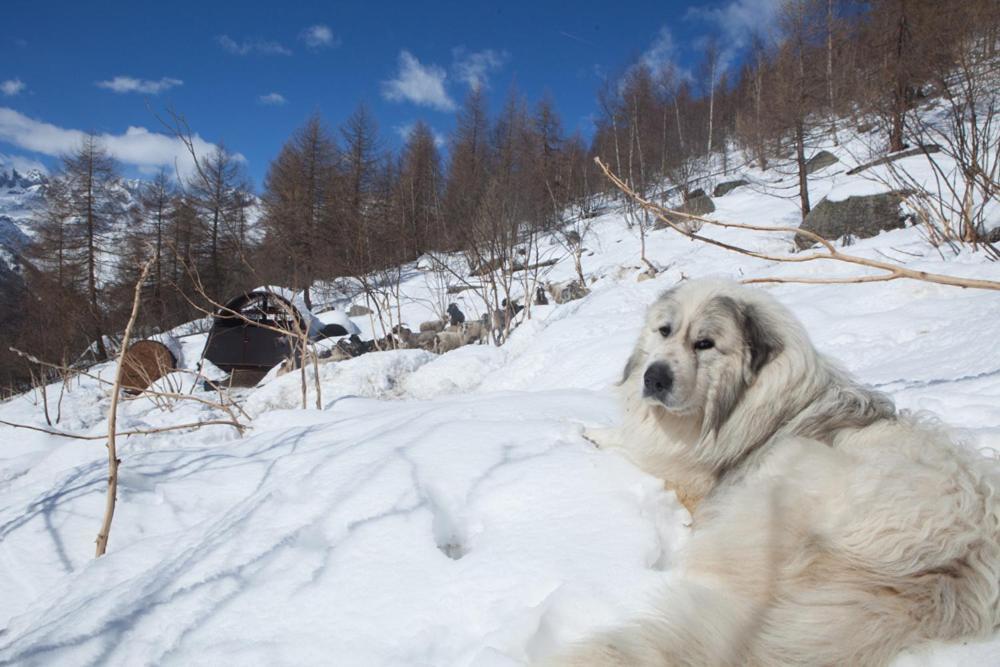 Agriturismo A Nostro Mizoun Ostana Dış mekan fotoğraf